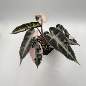 Alocasia Bambino pink variegated
