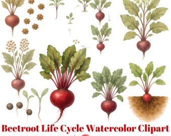 Beetroot Life Cycle Watercolor Clipart, Botanical Plant Growth Illustration, Garden Science Printable, Homeschool PNG Set