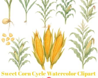 Sweet Corn Life Cycle Watercolor Clipart, Botanical Plant Growth Illustration, Garden Science Printable, Homeschool PNG Set