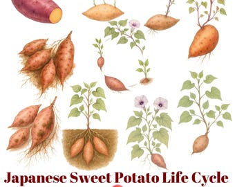 Japanese Sweet Potato Life Cycle Watercolor Clipart, Botanical Plant Growth Illustration (Digital Download)