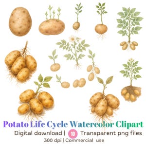 Puede incluir: Ilustración en acuarela del ciclo de vida de la patata, que muestra varias etapas, desde las patatas de siembra hasta las plantas maduras con tubérculos. La imagen incluye patatas individuales, patatas brotando y plantas con hojas y flores. El texto dice "Potato Life Cycle Watercolor Clipart".