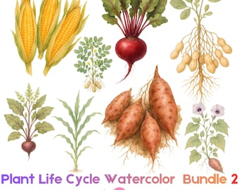Plant Life Cycle Watercolor Bundle, Sweet Potato Peanut Beetroot Corn Growth Stages, Botanical Science Printable, Homeschool PNG Set