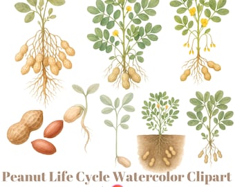 Peanut Life Cycle Watercolor Clipart, Botanical Plant Growth Illustration (Digital Download)