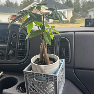 May include: A small, potted money tree plant with green leaves and a braided trunk sits inside a white and gray ceramic pot. The pot rests in a gray plastic crate, secured inside a vehicle's dashboard.