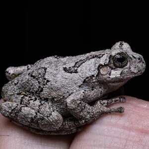 May include: A close-up of a gray tree frog with dark markings, resting on a finger. The frog's skin has a textured appearance, and its large, dark eye is visible. The background is black.
