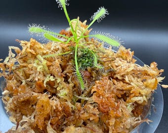 Drosera del Cabo - Albino/alba