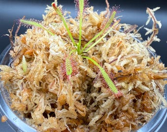 Cape Sundew - Rojo