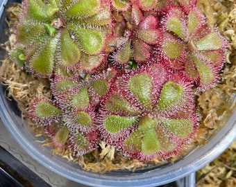Drosera 'Floating' - Drosera carnívora