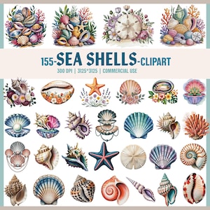 Oceaan zeeschelp clipart, gedetailleerde strand png, aquarel zeeschelp png, digitale kunst voor ambachten, realistische oceaanelementen, scrapbooking, png,
