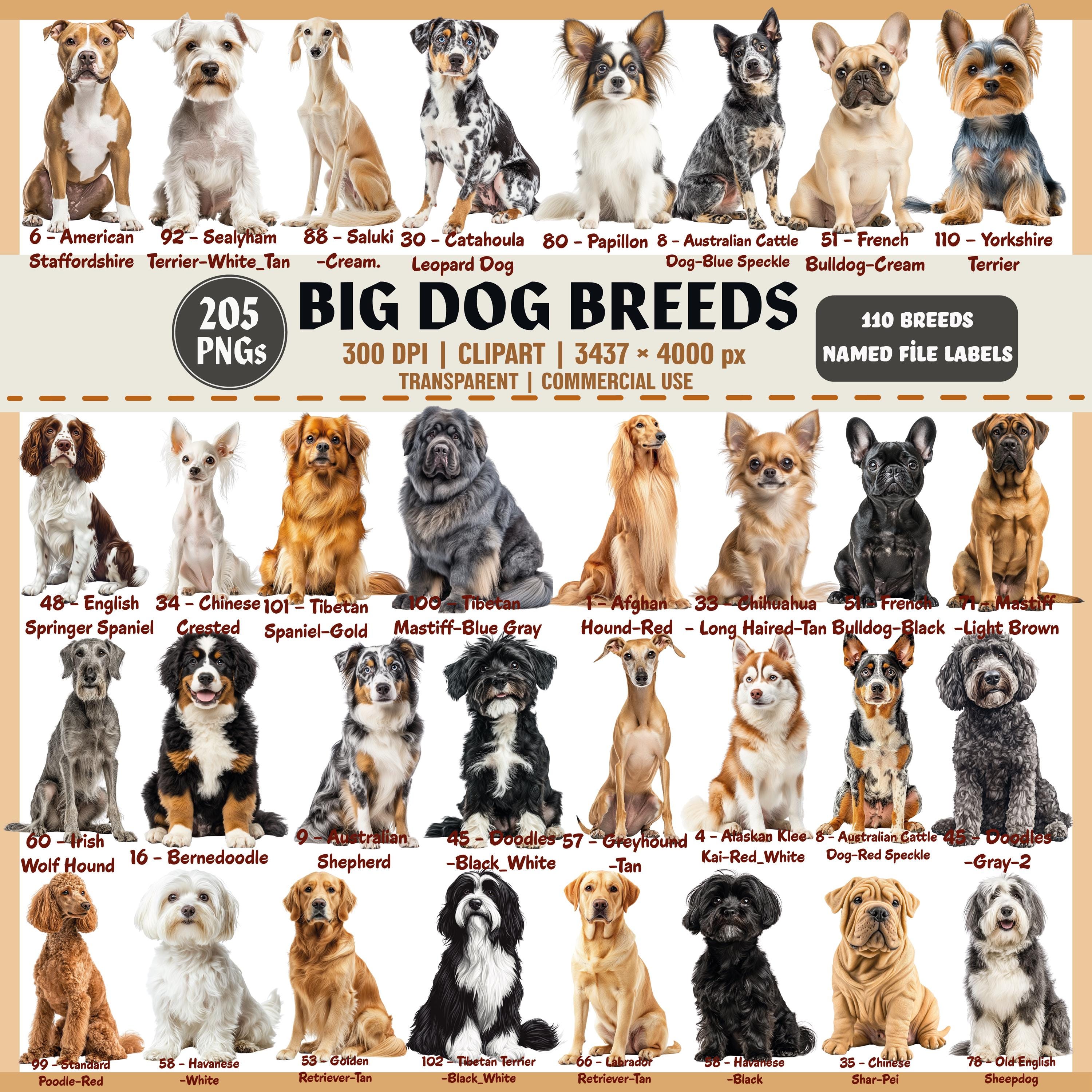 Big Dog Breeds Clipart Bundle: Realistic Illustrations (digital
