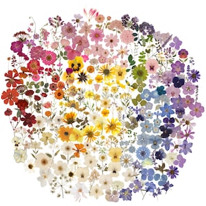 Peut inclure: Une composition florale circulaire de fleurs séchées, présentant un spectre de couleurs allant du rouge au violet. L'arrangement comprend diverses variétés de fleurs, créant un affichage floral détaillé sur fond blanc. Une œuvre botanique.