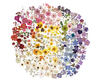 200 pressade blommor PNG-paket – Blommig clipart med transparent bakgrund – Realistiska torkade blommor – Digital nedladdning