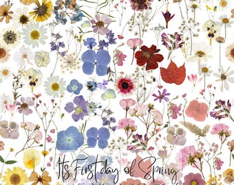 Pressade blommor regnbågssömlösa mönster, digital nedladdning, torkad blommig textildesign, tygtryck, kommersiell användning PNG-fil