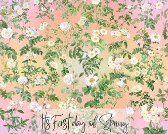 Redoute vita rosor sömlösa mönster, digital nedladdning, livfull blommig textildesign, sommarros tygtryck, kommersiell användning PNG-fil