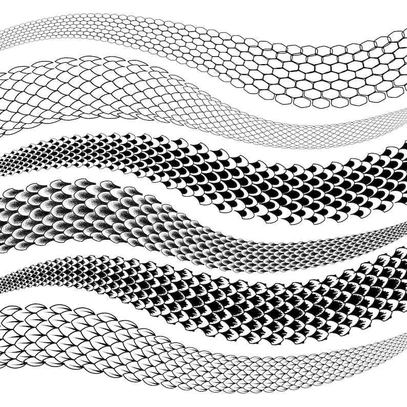 May include: A monochrome illustration featuring multiple undulating lines, each showcasing a distinct pattern of reptile scales. The scales vary in form and size, with some being simple outlines and others intricate, shaded designs.
