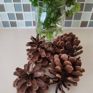 Pine Cones Set of 10