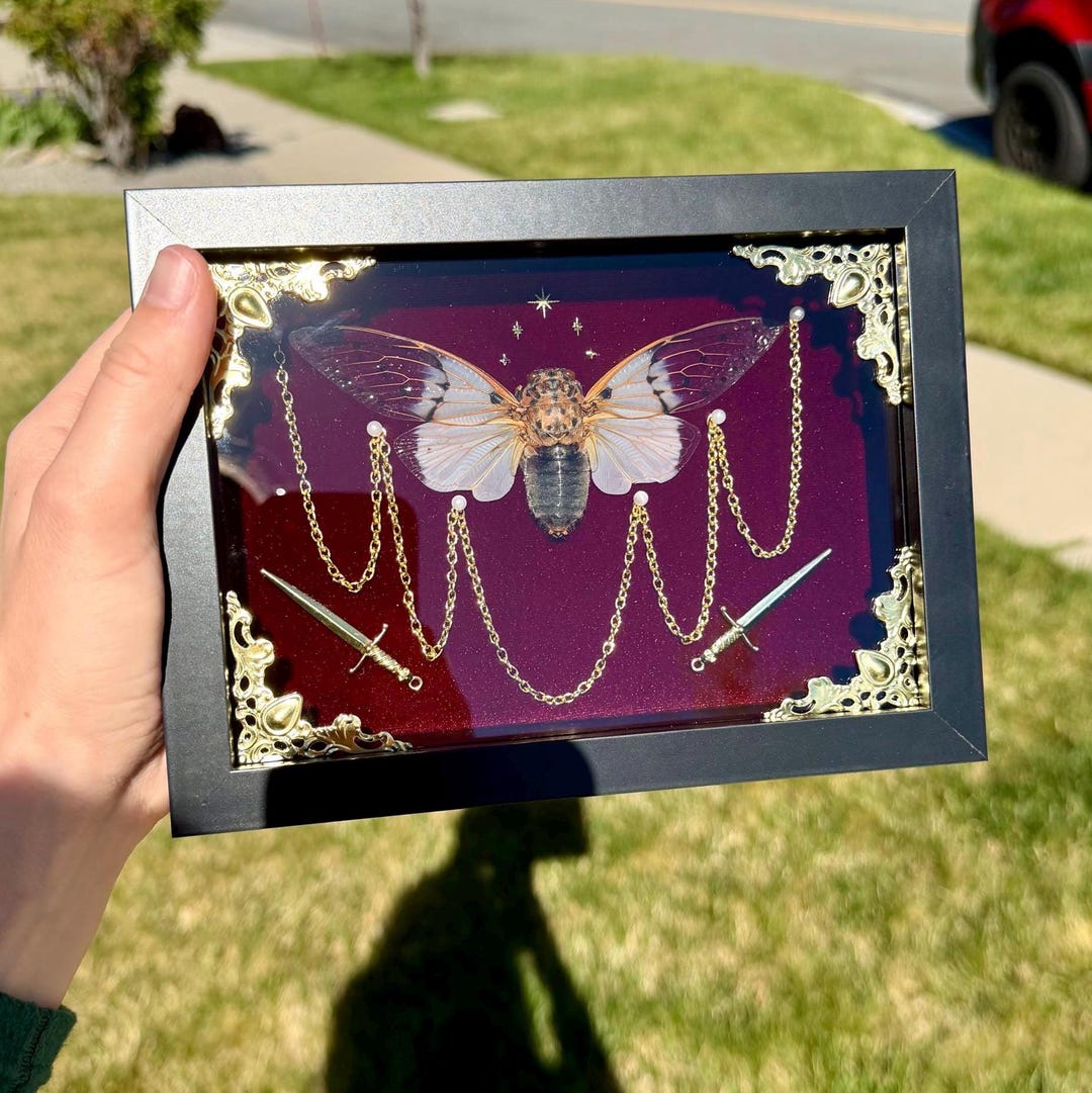 Ghost Cicada Shadow Box With Gold Chain & Dagger Details – Dark Red ...