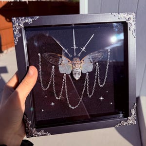 May include: A square black shadow box frame with ornate silver corner accents containing a preserved cicada specimen. The insect is centered above silver chains draped in a scalloped pattern, three small silver swords, and tiny silver star charms.