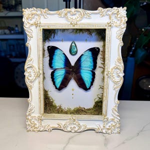 May include: A framed butterfly display. The white frame has ornate gold accents. The butterfly has vibrant blue wings with black edges, set against a backdrop of moss and a teardrop-shaped gemstone. The frame is approximately 8 inches by 10 inches.