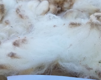 Purebred Cormo (Stormy 2021) 3.25 lb bag of raw Fleece