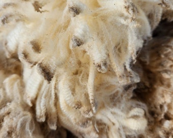 Cormo Sheep Fleece, Raw, not washed, Jante 2022,