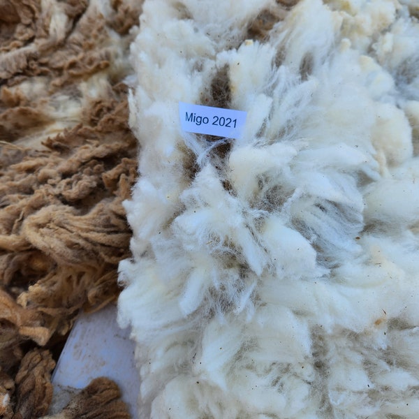 Cormo Fleece,  (Migo 2021) Raw Unwashed Purebred Cormo