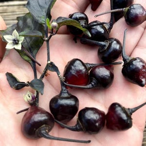 May include: A hand holding a bunch of small, dark purple peppers with long, thin stalks. The peppers are glossy and have a slightly red tinge.