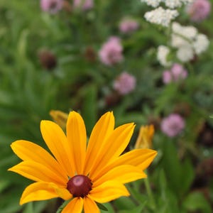 Rudbeckia Black-eyed Susan Indian Summer, nasiona Rudbeckia, duży kwiat, ogrodnictwo ekologiczne, kompostowalne opakowanie nasion, wyprodukowano w USA, bez GMO, preriowe
