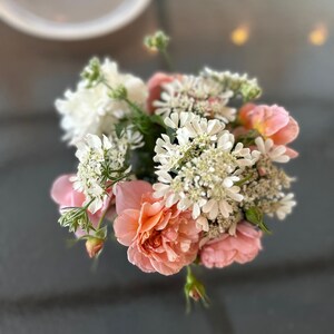 Orlaya White Finch Lace, weiße Blumensamen, winterhart, einjährig, Cut-and-come wieder, organisch gewachsen, einfach zu züchten, kompostierbares Paket, hergestellt in den USA