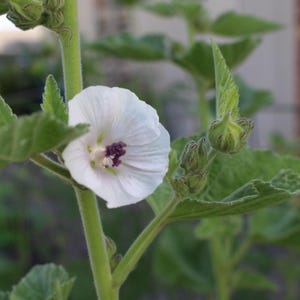 Marshmallow Seeds, Tall plant, organically grown edible flower, comes back every year, non-GMO, compostable packet, USA made