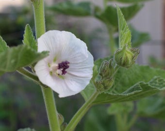 Marshmallow Plant Seeds: Edible Flowers, Herbal Tea, Cottage Garden