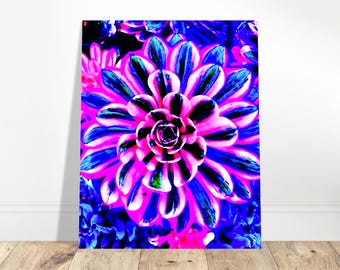 May include: A close-up of a pink and blue succulent flower with a white center. The flower has a striped pattern and is surrounded by other succulents.