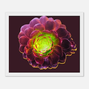 Póster enmarcado de Aeonium, rosa negra psicodélica: impresión artística vibrante y suculenta