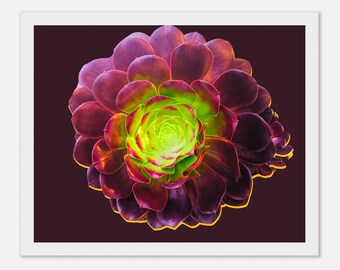 Poster incorniciato psichedelico di Aeonium con rosa nera - Stampa artistica di succulente vibranti