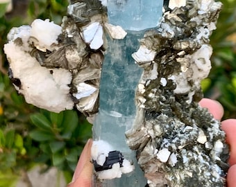 Puede incluir: Un grupo de cristales de aguamarina en bruto. El cristal central, translúcido azul-verdoso, está rodeado por una matriz de minerales gris oscuro, blancos y negros. La formación natural se sostiene en una mano, con un fondo verde borroso.