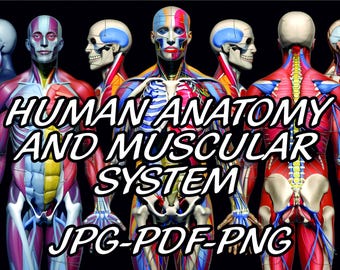 HUMAN ANATOMY