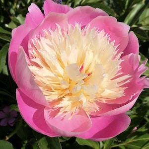 May include: A large, pink peony flower with a creamy white center. The flower is in full bloom and has many petals.