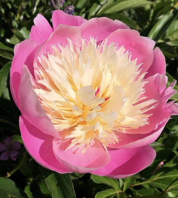 Bowl of Beauty Peony Bare Root – Unique Two-Tone Blooms | Fragrant Perennial Flower 3-5 eyes  *PRE-ORDER* - Ships week of OCT 12th