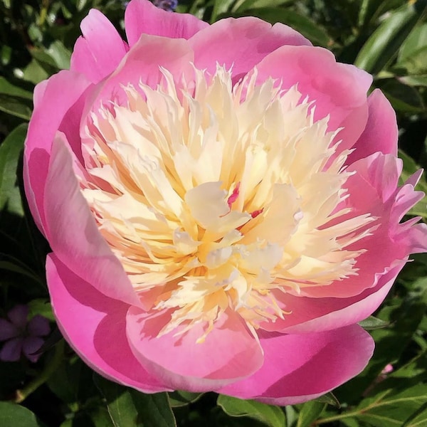 Bowl of Beauty Peony Bare Root – Unique Two-Tone Blooms | Fragrant Perennial Flower 3-5 eyes
