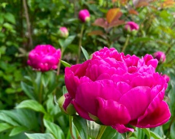 Karl Rosenfield Peony Root – Bare Root Paeonia 3-5 Eyes | Fragrant Perennial Flower | Garden Peony