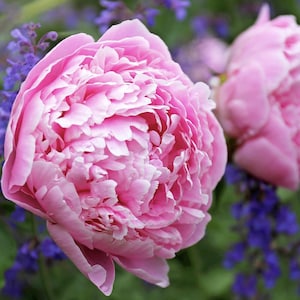 May include: Close-up of two pink peony flowers in full bloom. The petals are layered and ruffled, with a soft, delicate texture. The background features blurred purple flowers and green foliage, creating a natural and vibrant scene.