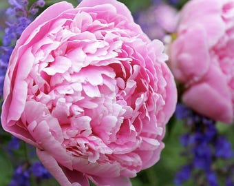 Sarah Bernhardt Peony Root Large 3-5 Eye– Premium Bare Root Peony for Stunning Pink Blooms | Easy-to-Grow Perennial