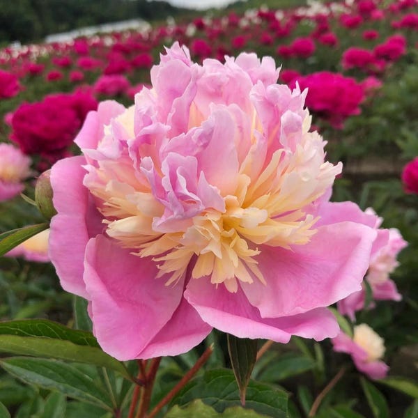 Sorbet Peony Root 3-5 Eye – Pink Double Peony Bare Root – Fragrant Spring Perennial – Garden Plant