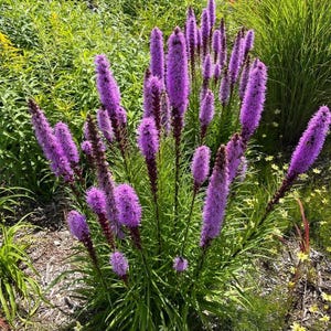 May include: A cluster of vibrant purple Liatris flowers, also known as blazing star, with tall, spiky blooms. The flowers are surrounded by green foliage and other plants in a garden setting. The image is taken in natural light.