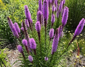 Liatris Blazing Star Corms – 20 Bulbs – Perennial Purple Spikes – Cut Flower Garden – Zone 3-9 – Pollinator Friendly
