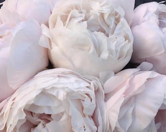 Mother’s Choice Peony Bare Root Premium Garden Division (3–5 Eye) - *PRE-ORDER* - Ships week of OCT 12th
