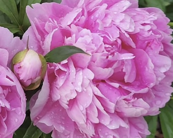 Alexander Fleming Peony Bare Root Large 3-5 Eye Premium Bare Root