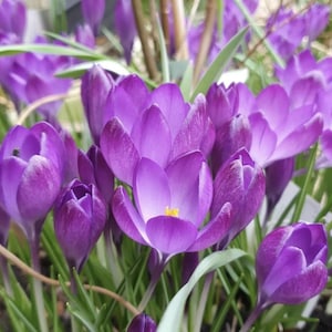 Crocus Tommasinianus &#39;&#39;Barr&#39;s Purple&#39;&#39; – 20 Pack (5/+ cm) | Early Spring Bulbs | Woodland Crocus | Naturalizing Perennial
