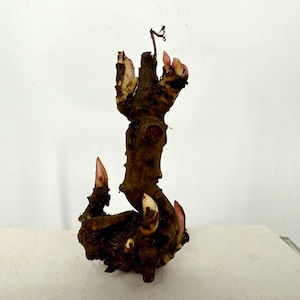 CLEARANCE - Peony Bare Root - 3-4 Eyes - Duchesse de Nemours - Beautiful, Fragrant Flowering Perennial