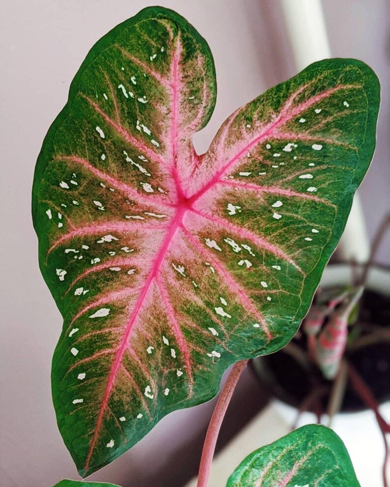 Caladium ‘red Flash’ Bulbs – 5 Pack | Red Fancy Leaf Caladium | Shade ...